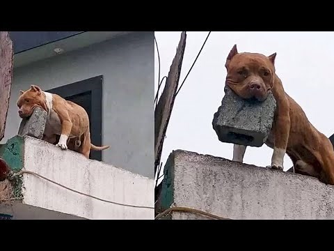 Man Arrested for Training his Dog to throw Bricks at People