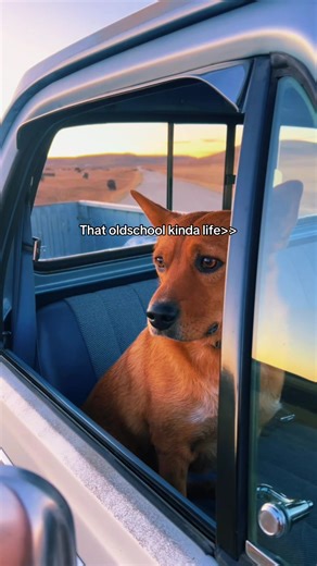 Dog was a paid actor #oldschool #countrylife #1stgen #2ndgen #dodge