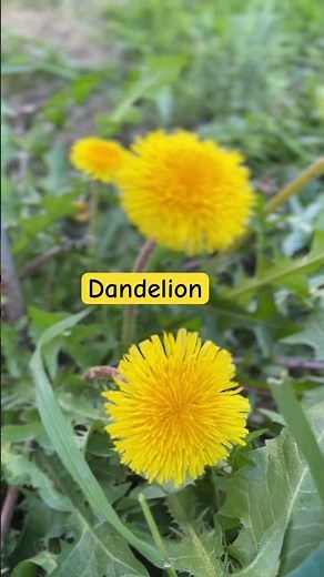 Health Benefits of Dandelion | Leaves | Flowers and Roots | Check Description