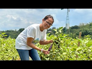 OFW turned farmer: Gusto nyo ba kumita ng 1M sa talong sa 3,000 sqm in 4 months?