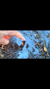 Iron oxidizing bacteria in the bog. | Rescue Beavers