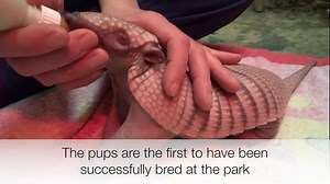 If you've never seen an armadillo pup before, prepare yourself to see some serious cuteness! Full article here http://www.bbc.co.uk/news/uk-england-oxfordshire-36191936 | BBC Gloucestershire