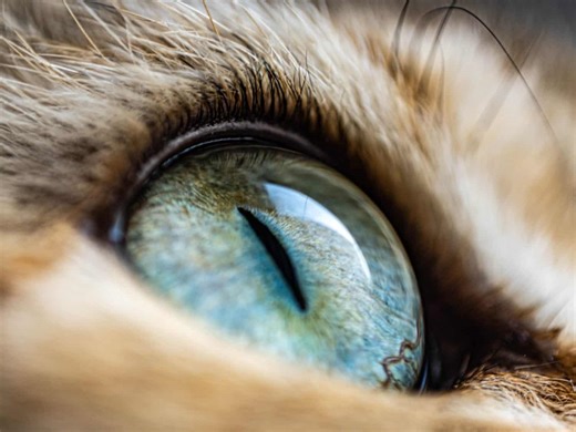 The Unique Ways That Animals See the World