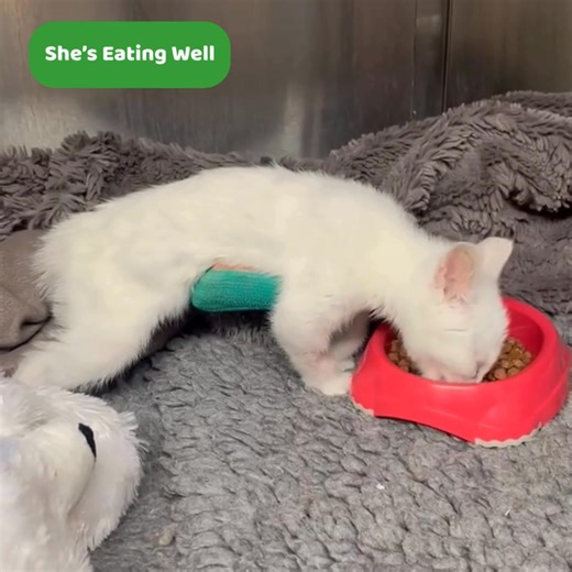 Update on Arya's Recovery 💚 You may remeber Arya who was diagnosed with Pectus Excavatum, a congenital condition where the chest is sunken, putting dangerous pressure on the lungs and heart. 😿 Due to the severity, surgery was essential — and thanks to the amazing team at Opti Vet, Arya was able to get the care she needed. Her surgery was performed last Wednesday, and involved placing a custom splint to gently reshape her chest and support healthy development. The surgery was a success, and the