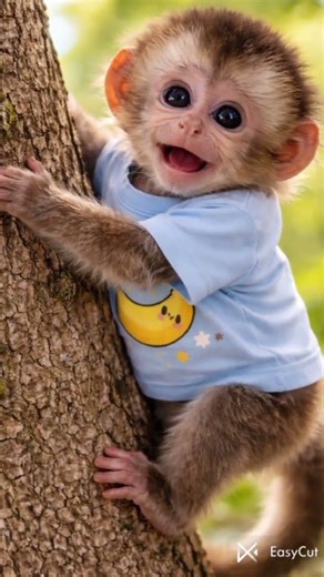 Cute capuchin monkey 😍🐒