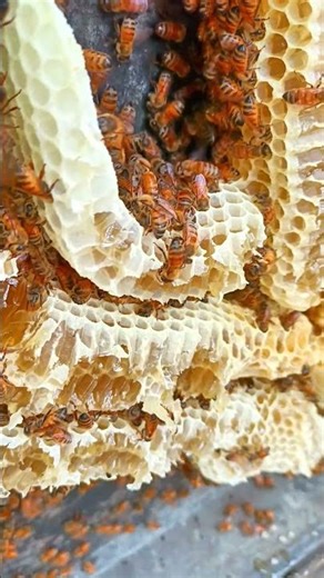 Sweet Honey Comb #bee#honeycomb #beekeeping