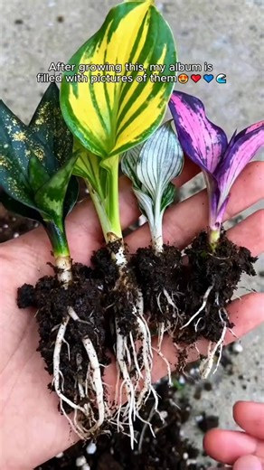 🌈✨ Transform Your Garden with Giant Caladium Bulbs! 🌿🎉 Unleash your inner color wizard and create a stunning oasis right at home! These vibrant bulbs will bring your garden dreams to life, adding pops of color that wow all season long. 🌸🌼 Don’t wait—plant the magic today and watch your garden flourish! 🛒💚 #GardenGoals #ColorfulDreams | Plantsmalls