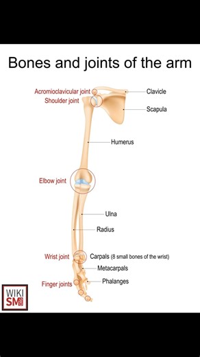 🦴 Joints of the Human Body Explained #anatomy #ortho #meded #ATC #physio #chiropractor