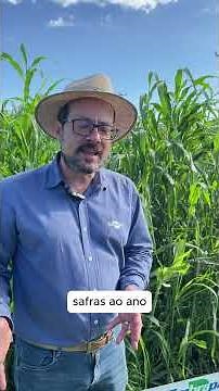 Milheto como planta de cobertura