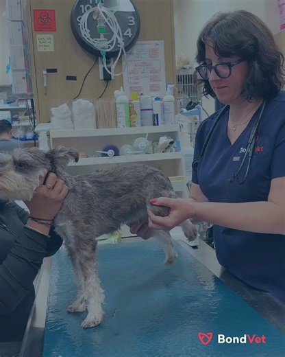 Come for a paid Tuesday, Wednesday, or Thursday wellness exam and get FREE testing and preventatives.* *T&Cs apply. Offer valid for new and returning clients who book and attend a paid Tues, Wed, or Thurs wellness exam during the promotional period. One pet per household. | Bond Vet