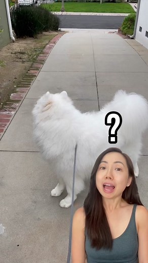 Decoding Doggy Dialogues: How Dogs Communicate w/ Each Other