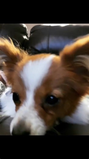 How cute❤️🥰 | Papillon Family