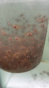 Red devil albino angelfish | Chua Chin Ann