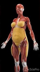 “The Truth About Belly Fat: Subcutaneous Fat Explained 🍔➡️💪 #MedEd”April 1, 2026