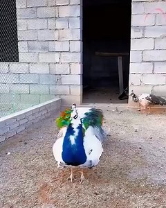 9.2K views · 79 reactions | Let’s witness the beauty of peacocks together! 連 | E sensei Gaming | Facebook