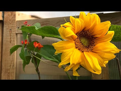 Sunflowers: Growing as Food Crop and Companion Plant