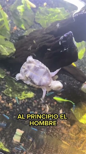 The Baby Turtle That Accidentally Invented Backstroke—Taught Its Friends #animals #Friendship #Us