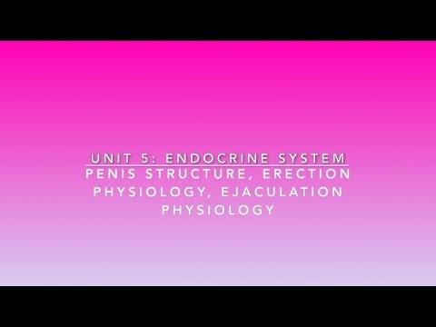 S2U1V16 Penis Structure Erection Physiology Ejaculation Physiology