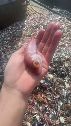 #acapella #song #rage #fishing #rivercrab #scary #fish #sea