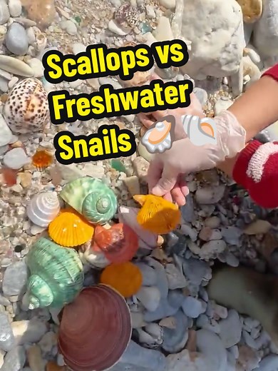 Scallops vs Freshwater Snails: A Seafood Comparison