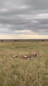4.5K views · 79 reactions | A cheetah killed for her cubs. For inquiry and booking Email: info@ovacadoadventures.com WhatsApp: +256757302198 Website : www.ovacadoadventures.com #masaimara #privatesafari #vacation #nature #traveleithkisembo #visituganda #creatingmemories #travelphotography #serengetinationalpark #rivernile #Jinja #waterrafting #queenelizabethnationalpar #bwindi #queenelizabeth #ovacadoadventures | Ovacado Adventures | Facebook