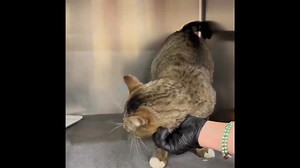 114 reactions · 90 shares | ID 57437248 Benji enjoyed some time in...