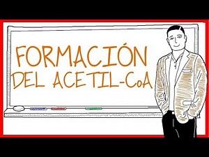 La Formación del Acetil-CoA