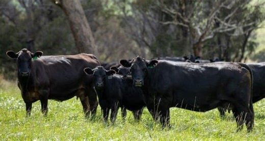Movement at the Station: Properties for sale in NSW - Beef Central