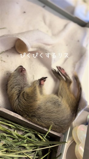 2026.5.17お迎え直後のぴのたん。 夢の中で何か食べてたのかな？💭 YouTubeに横動画載せてみたいのですが、どんな動画が良いんだろうなあ🤔 #リチャードソンジリス #squirrel #cute