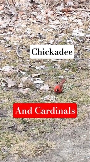 Mrs. Cardinal, Mr. Cardinal + Chickadee! #Birds #Songbirds #Nature #Shorts #ytshorts #shortsfeed.