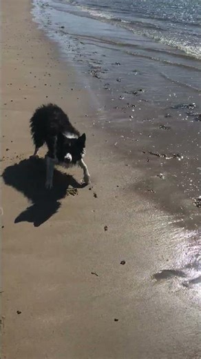 #365walkswithmydog Day, 97, Fleck's Favourite Toy, Isle of Arran, Scotland. #visitarran
