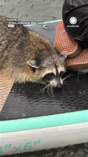 Paddleboarders Rescue Raccoon During Texas Downpour