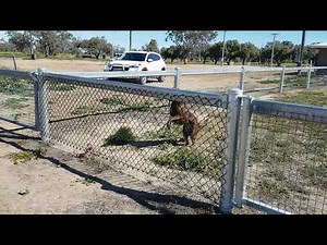 Coco the Kelpie Jumping Fences at Walgett Showground