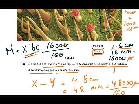 9700 A LEVEL BIO PRACTICAL PAPER 3 QUESTION 2 EXPLAINED