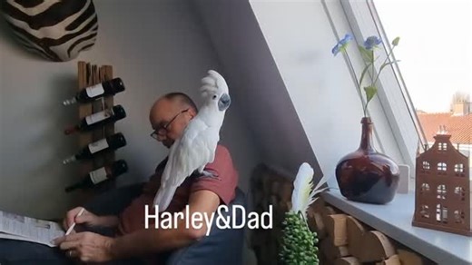 Always together 💙 | Harleythecockatoo