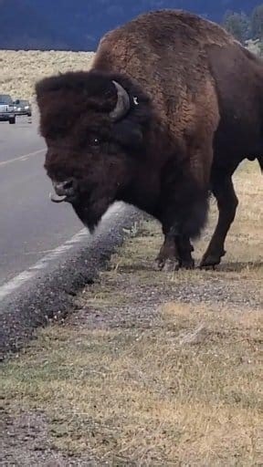 Bison Cross the road​ #bison #nature | Moceca
