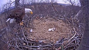 Bald Eagles Spotted Protecting Eggs From the Snow