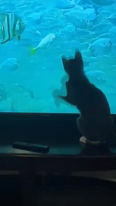 LOOKS LIKE EVERYONE IS LOVING THE LIVE STREAM! Especially Elora The Fish Explora…. Video sent to us by one of our viewers Amber Ray #catsofinstagram #livestream #florida #underwatercamera #destin @destinfwb | Okaloosa Island Pier