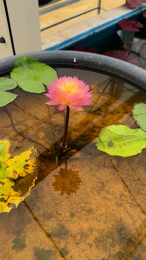 粉红粉红的 | Sing'Water Lily garden