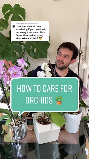 How to Care for Orchids and Keep Them Blooming