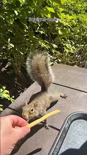 The Surprising Truth About Squirrel Behavior Nobody Tells You