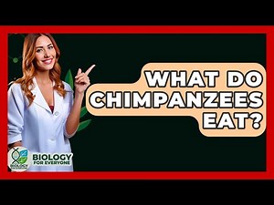 What Do Chimpanzees Eat? - Biology For Everyone