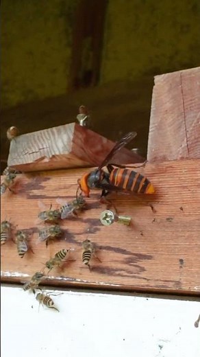 Aggressive Giant Hornet Targets Honeybees Despite Their Defense