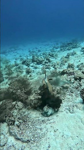 Titan Triggerfish vs Octopus || ViralHog