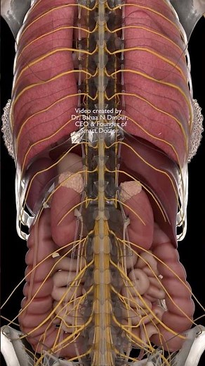 See Your Nerves in 3D | Transparent Skeleton 🧠