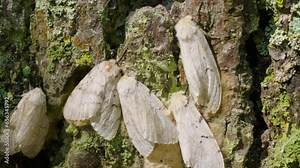 Butterflies of a gypsy moth (Lymantria dispar) on a tree trunk.