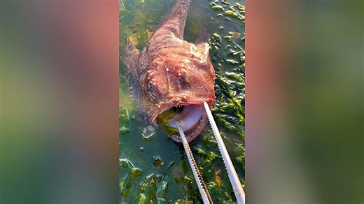 Mutant Fish Spotted on the Shore of a Lake