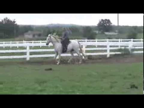 The Running Walk, signature of the Tennessee Walking Horse