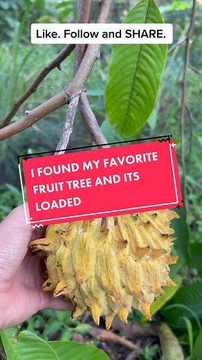 R O L L I N I A. #WomenOwnedBusiness #OscarsAtHome #rollinia #fruittok #planttok #fruit #fruity #fruittok #tiktokfruit #forurpage #foryoupage #rarefruit #exotic #permaculture #growit #growth #tree #fruittree #fruitfarm #orchard #annona #yum #viral #lemonflavor #dessertfruit #sustainableliving #freefood