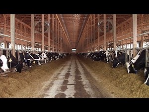 Dairy trade sours NAFTA negotiations with Canada